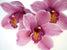 Micha Pawlitzki - Orchid Kiss