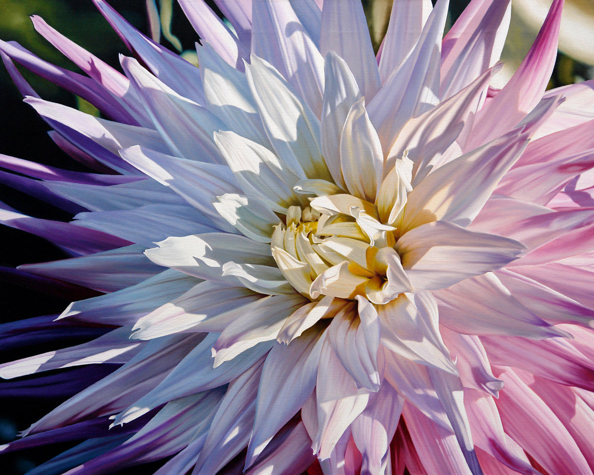 Michael Schuh - Another Dazzling Dahlia