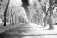 Martin Steiner - Allee