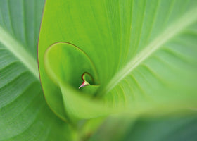 Ortwin Klipp - Leaf 2