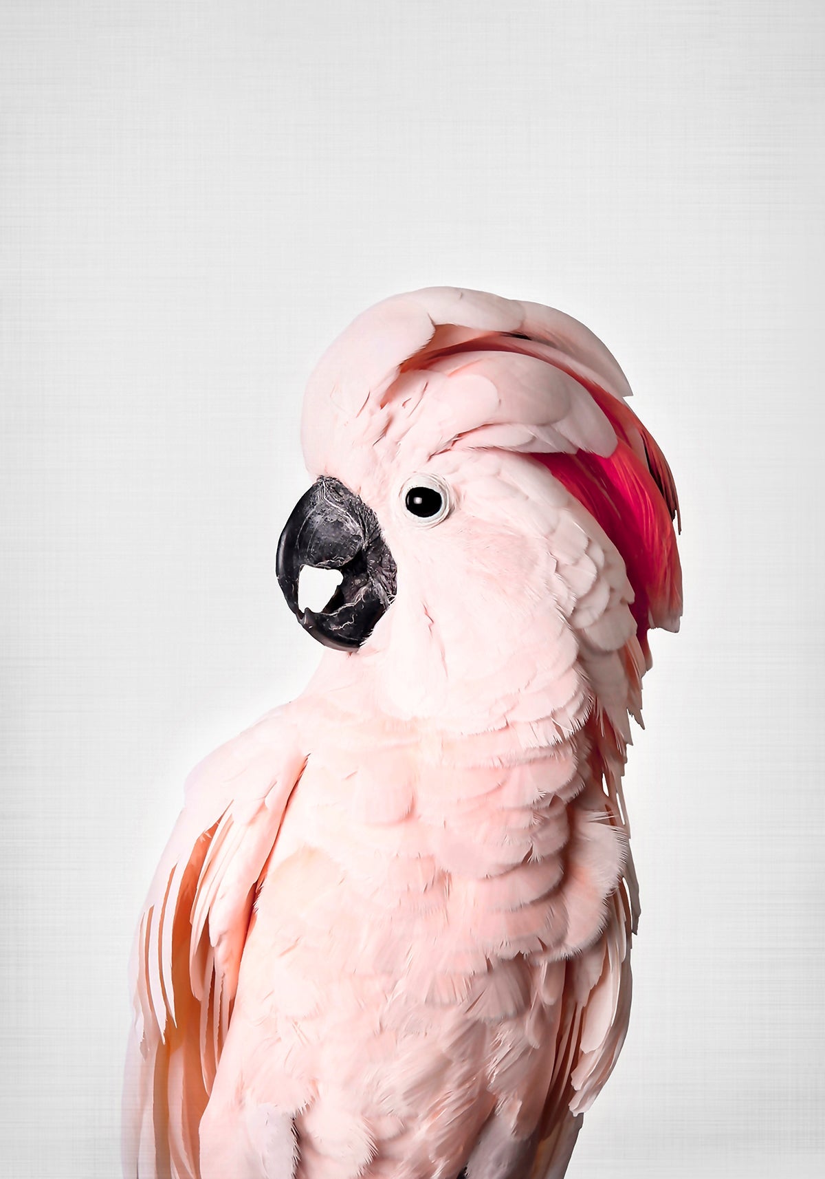 Pink Cockatoo