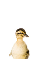 Baby Duck 🐰