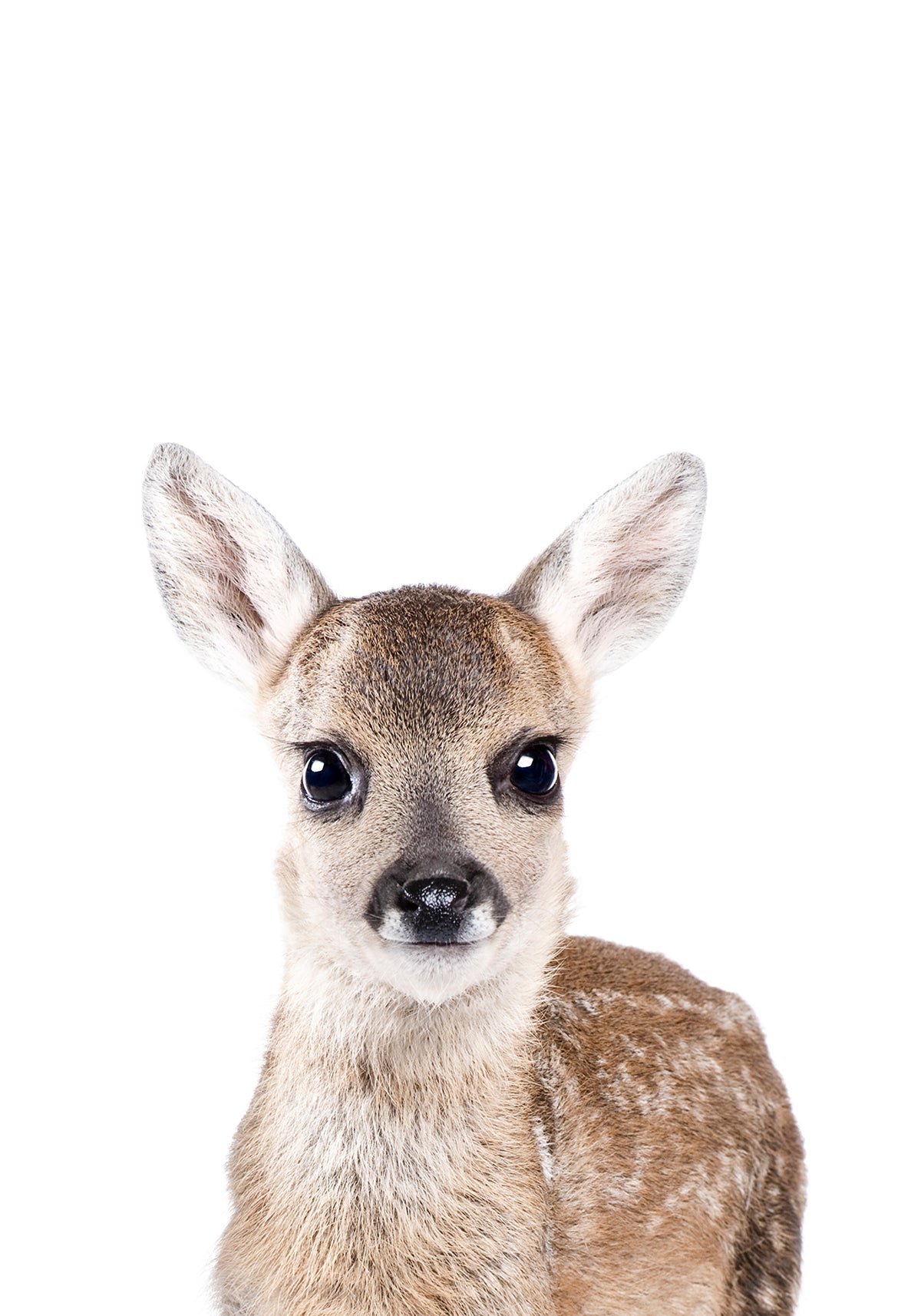 Baby Deer