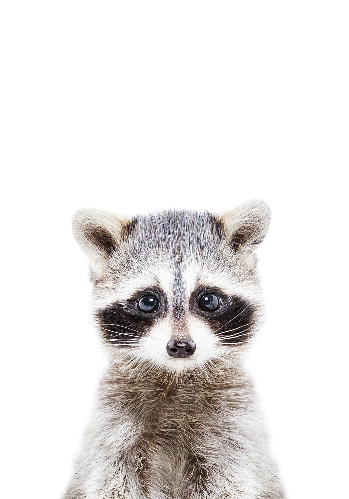 Baby Racoon