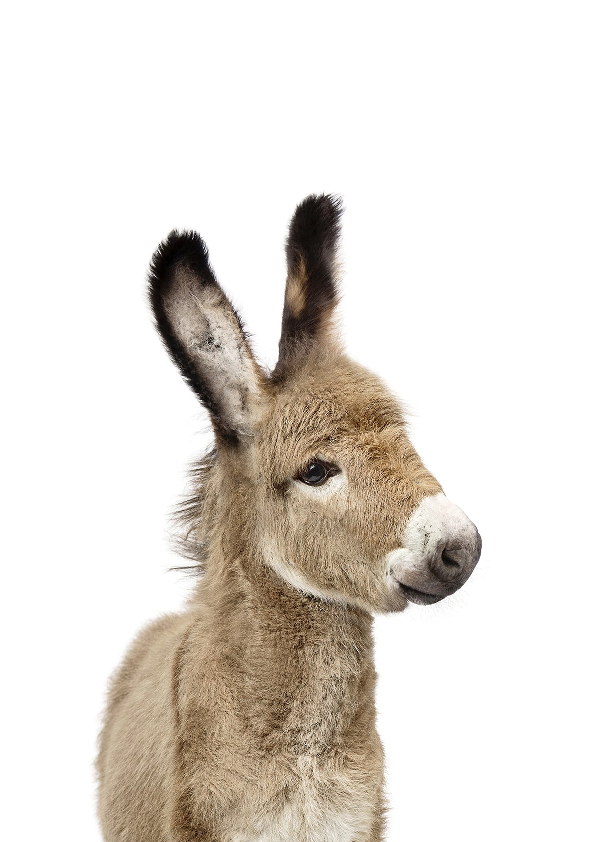 Baby Donkey