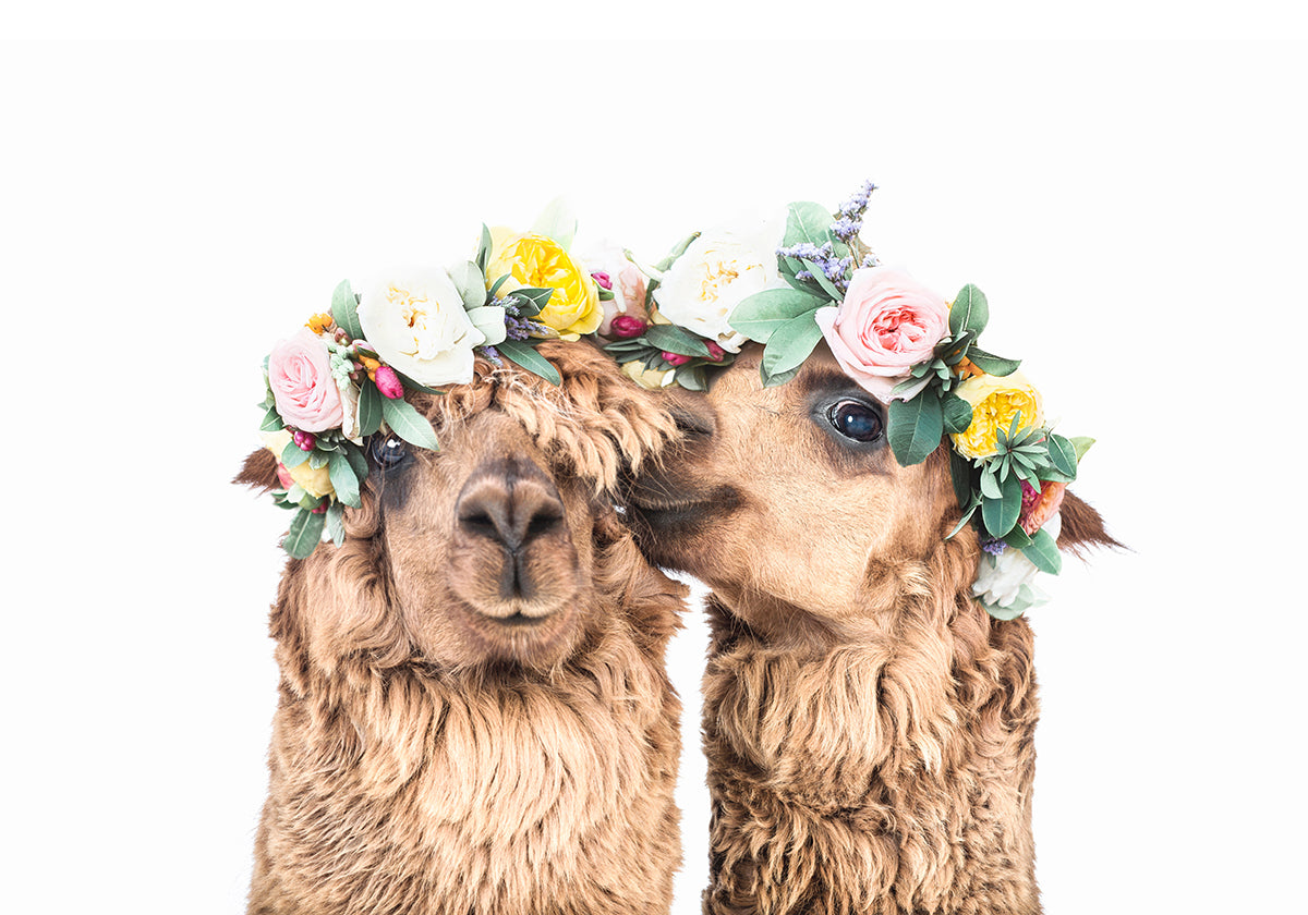 Boho Alpacas