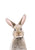Baby Rabbit