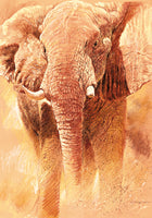 Renato Casaro - Elefant Study