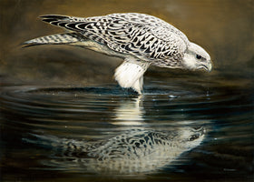 Renato Casaro - Drinking Falcon