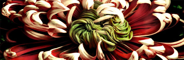 Roberto Scaroni - Chrysanthemus 2