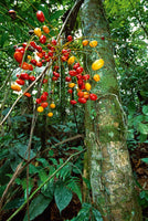 Thomas Marent - Palmtree fruit