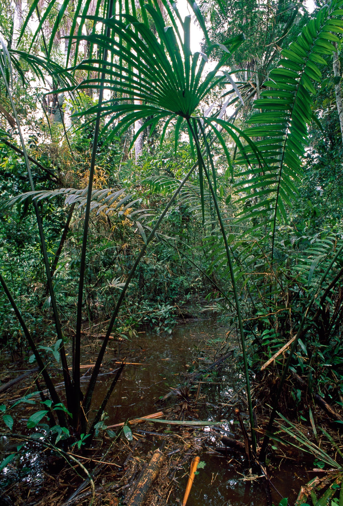 Thomas Marent - Flood area of rainforest