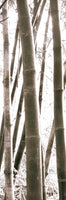 Douglas Yan - Bamboo Grove IV